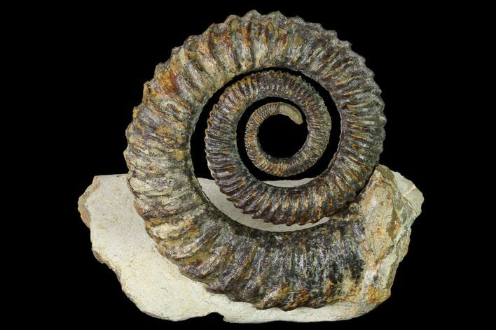 Early Devonian Ammonite (Anetoceras) - Tazarine, Morocco #154697